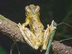 Dendropsophus microps