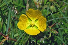 Ludwigia bonariensis