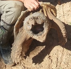 Macrochelys temminckii