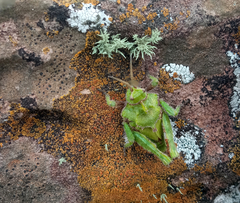 Spathalium audouinii