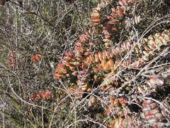 Crassula perforata perforata