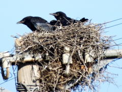 Corvus capensis capensis