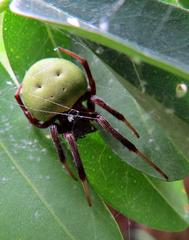 Araneus apricus