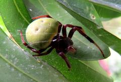 Araneus apricus