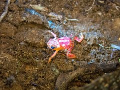 Brachycephalus pitanga