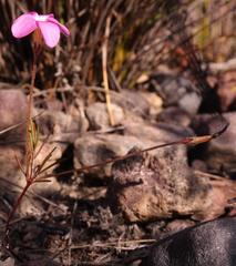 Oxalis polyphylla polyphylla