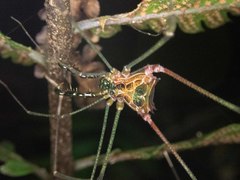 Heteromitobates discolor