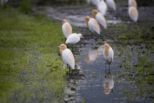 Eastern Cattle-Egret, photo 9 of 9