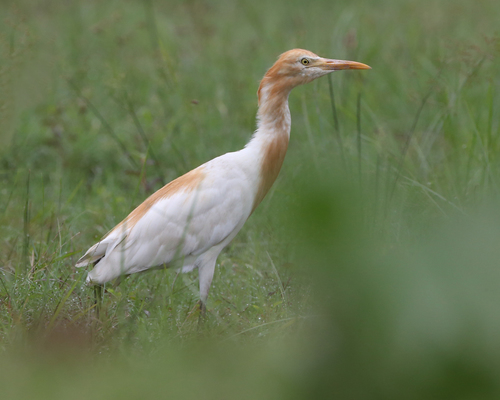 Eastern Cattle-Egret, photo 6 of 9