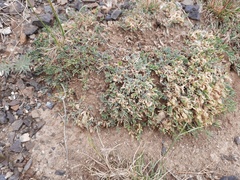 Astragalus brevifolius