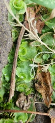 Lunularia cruciata