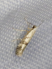 Argyresthia austerella