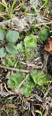 Lunularia cruciata