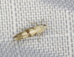 Argyresthia austerella
