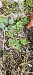 Lunularia cruciata