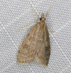 Scoparia penumbralis