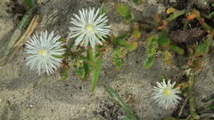 Mesembryanthemum aitonis