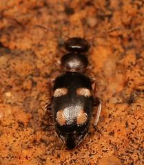 Aulacoderus