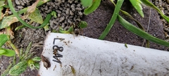 Lasius