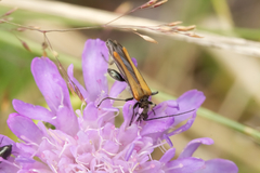 Oedemera femorata