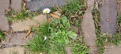 Bellis perennis