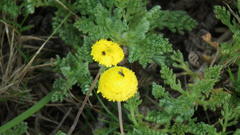 Cotula discolor