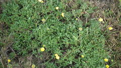 Cotula discolor