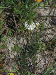 Hebenstretia dentata