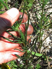 Hebenstretia dentata