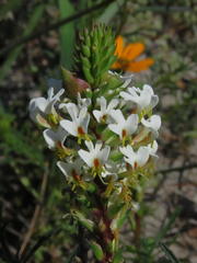 Hebenstretia dentata