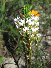Hebenstretia dentata