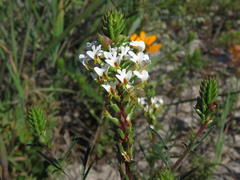 Hebenstretia dentata