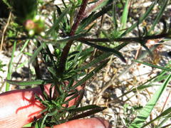 Hebenstretia dentata