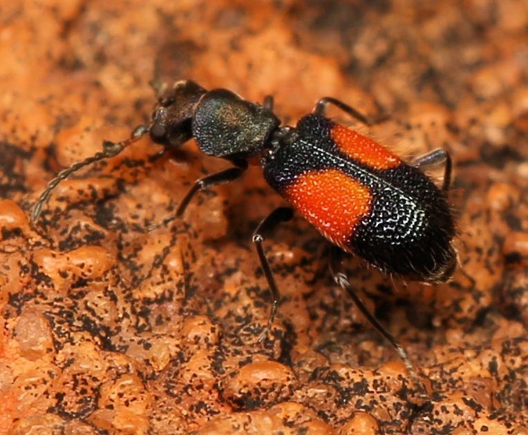 Matopius