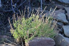 Ocimum americanum americanum