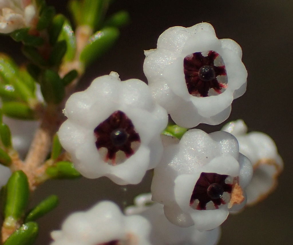 Stunning Heath
