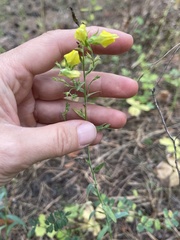 Linaria genistifolia