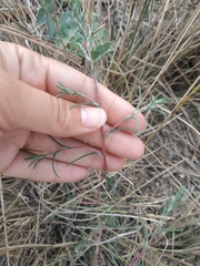 Petrosimonia triandra
