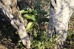 Cyphostemma bainesii