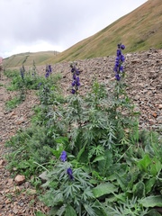 Aconitum glandulosum