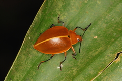 Ellipticus testaceus