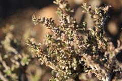 Aizoon schellenbergii