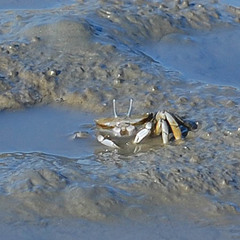 Macrophthalmus japonicus