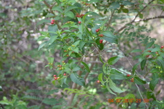 Rauvolfia serpentina