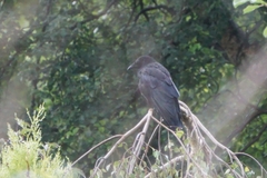 Corvus corax
