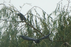 Corvus corax