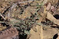 Phyllanthus maderaspatensis
