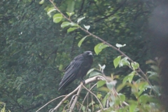 Corvus corax