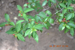 Rauvolfia serpentina