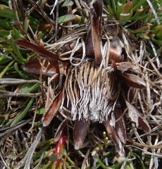 Protea montana